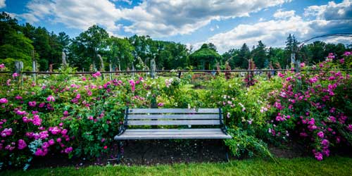 Popular Plants in Connecticut Gardens And Why They Keep Showing Up